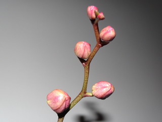 boccioli di orchidea in fase di crescita © GIOVANNI