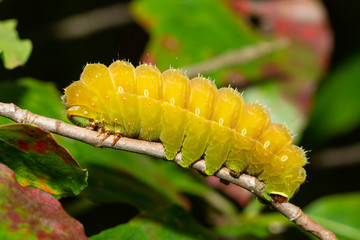 Luna moth caterpillar, pre-pupation - Actias luna