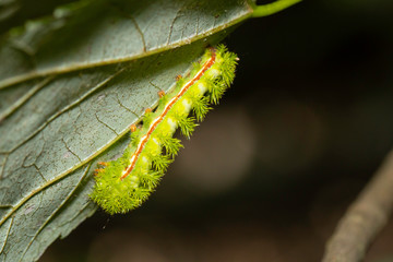 IO moth caterpillar - Automeris io