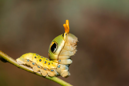 Spicebush swallowtail caterpillar mimicking a snake - Papilio troilus