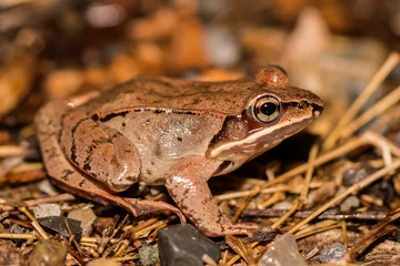 Deurstickers Closeup of a wood frog - Lithobates sylvaticus © Hamilton