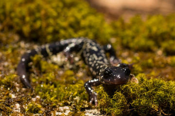 Northern slimy salamander on moss - Plethodon glutinosis