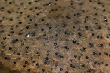 Close up of wood frog egg masses in a vernal pool - Rana sylvatica
