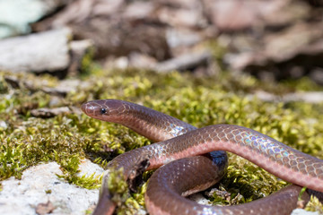 Eastern worm snake on mossy rock - Carphophis amoenus