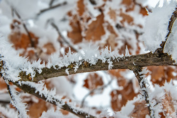 Fototapeta premium Oak Branch Covered With Snow and Hoar Frost 