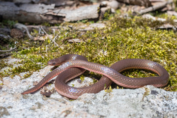 Eastern worm snake on mossy rock - Carphophis amoenus