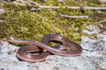 Eastern worm snake on mossy rock - Carphophis amoenus