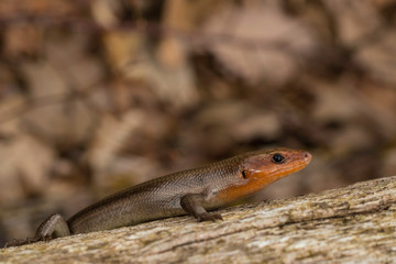 Male 5-lined skink - Plestiodon fasciatus