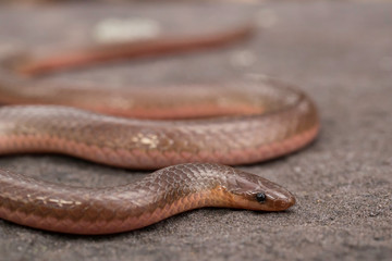 Eastern worm snake on red shale - Carphophis amoenus