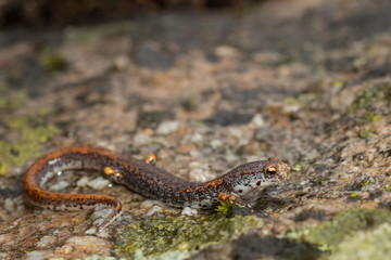 Four-toed salamander - Hemidactylium scutatum