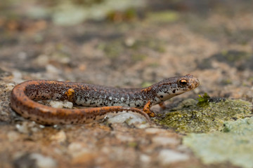 Four-toed salamander - Hemidactylium scutatum