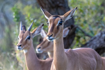 Impala 9