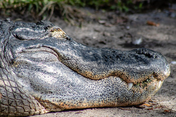 Obraz premium American alligator