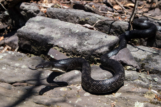 Eastern black rat snake - Pantherophis alleghaniensis