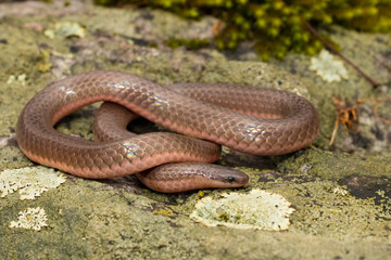 Eastern worm snake - Carphophis amoenus