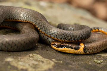 Close up of a northern ring neck snake - Diadophis punctatus edwardsii
