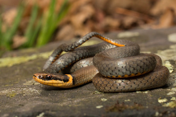 Northern ring neck snake - Diadophis punctatus edwardsii