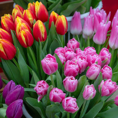 Obraz premium Beautiful fresh multi-colored tulips for women on mother's Day, March 8 outdoors. Raindrops lie on a bouquet of tulips. There are a variety of varieties of tulips. Selective focus.