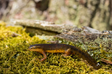 Eastern newt