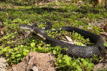 Eastern black rat snake - Pantherophis alleghaniensis