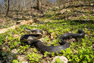 Defensive eastern black rat snake - Pantherophis alleghaniensis