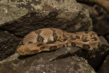 Young timber rattlesnake - Crotalus horridus