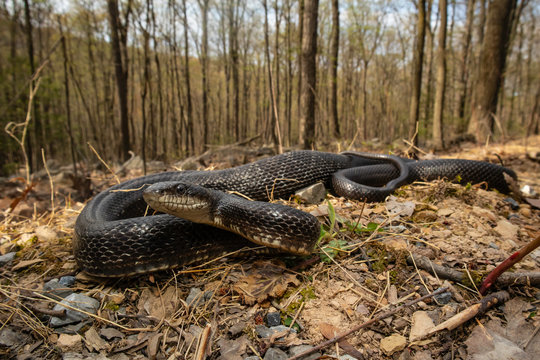 Eastern black rat snake - Pantherophis alleghaniensis