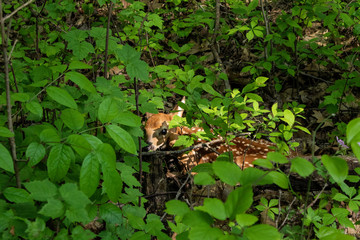 Fototapeta premium Deer fawn - Odocoileus virginianus