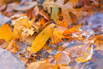 Leaves litter the ground below and on top of ice