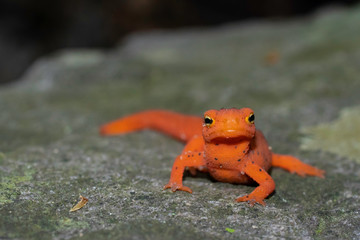 Eastern newt eft - Notopthalmus viridescens
