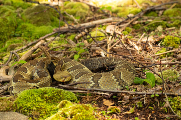 Yellow phase timber rattlesnake - Crotalus horridus