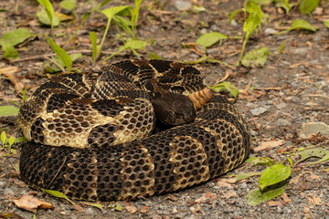Timber rattlesnake - Crotalus horridus