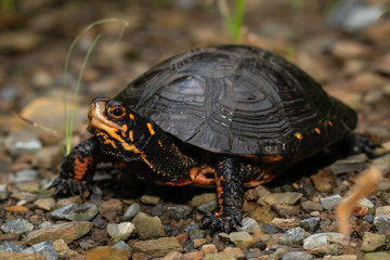 Close up of a spotted turtle - Clemmys insculpta