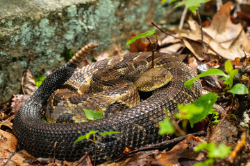 TImber rattlesnake - Crotalus horridus