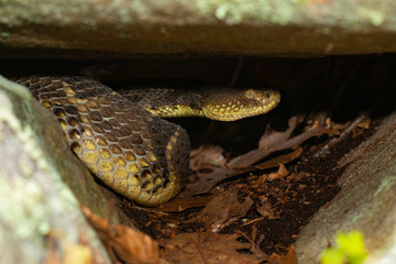TImber rattlesnake - Crotalus horridus