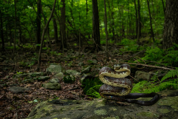 Eastern rat snake about to strike - Pantherophis alleghaniensis