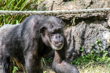 Adult chimpanzee