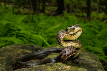 Eastern rat snake about to strike - Pantherophis alleghaniensis