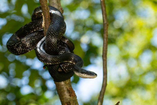 Eastern rat snake wrapped around a branch - Pantherophis alleghaniensis