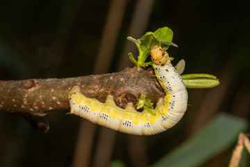 Catalpa sphinx caterpillar - Ceratomia catalpae