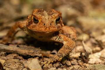 American toad - Bufo americanus