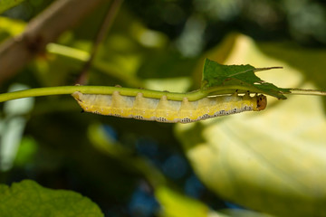 Catalpa sphinx caterpillar - Ceratomia catalpae