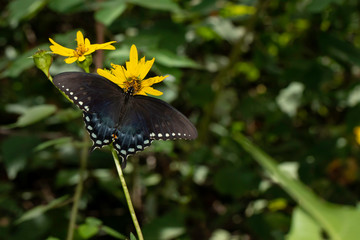 Spicebush swallowtail butterfly