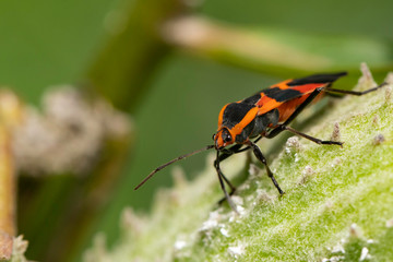 Large milkweed bug - Oncopeltus fasciatus