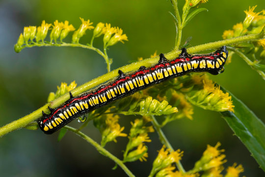 Brown-hooded owlet caterpillar - Cucullia convexipennis