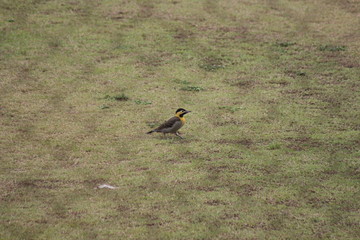 Colaptes campestris/campo flicker walking on a soccer field