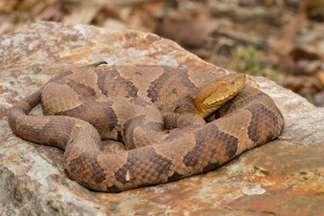 Northern copperhead - Agkistrodon contortrix mokasen