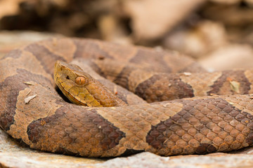 Northern copperhead close up - Agkistrodon contortrix mokasen