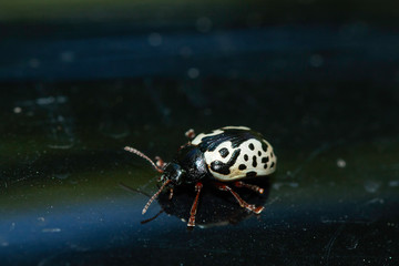 Elm calligrapha beetle - Calligrapha scalaris
