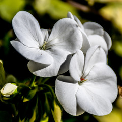 Fototapeta na wymiar white flower on dark background